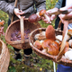 Image for article titled These Foraging Apps Will Help You Avoid Death by Mushroom